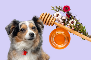 Manuka Honey For Pets: What It Is and the Benefits