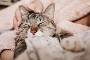 Myth VS Fact: 7 Facts About Cat Grooming You Need to Know