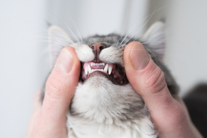 Periodontal Disease in Dogs and Cats