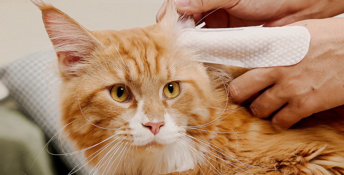 The Importance of Pet Hygiene for a Happy, Healthy Pet