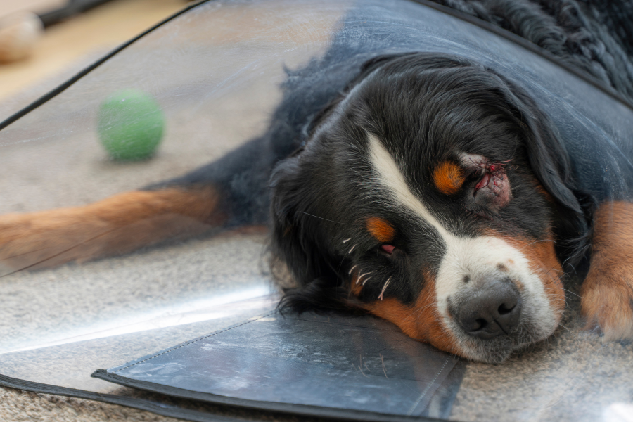 bernese mountain dog recovering from surgery with stitches around the eyes and wearing a plastic cone