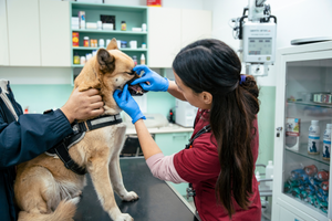 a shiba inu getting his teeth inspected by a female vet. He is earing a harness while his owner holds onto him. preventative pet care.