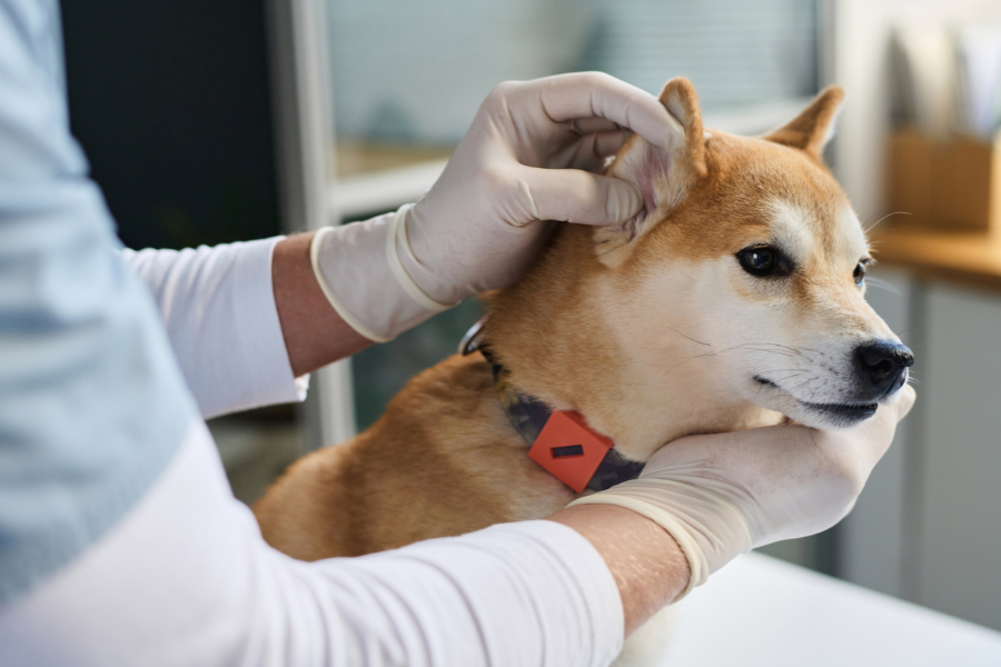 How to Prevent Ear Infections in Dogs with Routine Cleaning