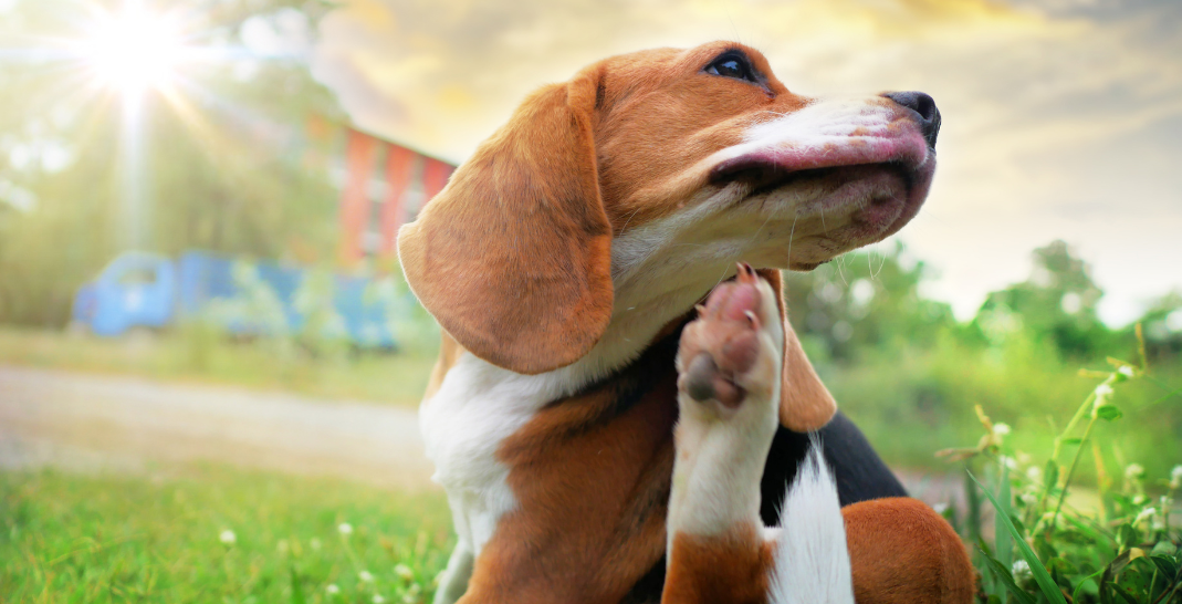 a beagle in a garden itching with the sun shining down