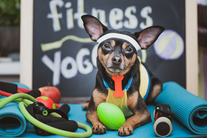 small black and brown dog sitting on a yoga mat wearing a sweat headband and surrounded by exercise equipment