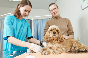 The Guide to Immediate Care for Burns in Pets