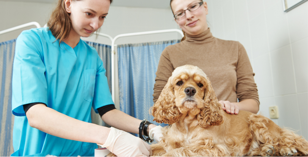 The Guide to Immediate Care for Burns in Pets