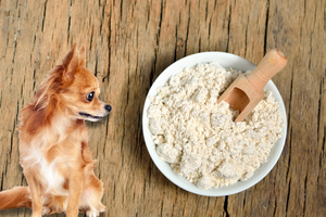 The Powerful Topical Benefits of Colloidal Oatmeal for Pets Explained