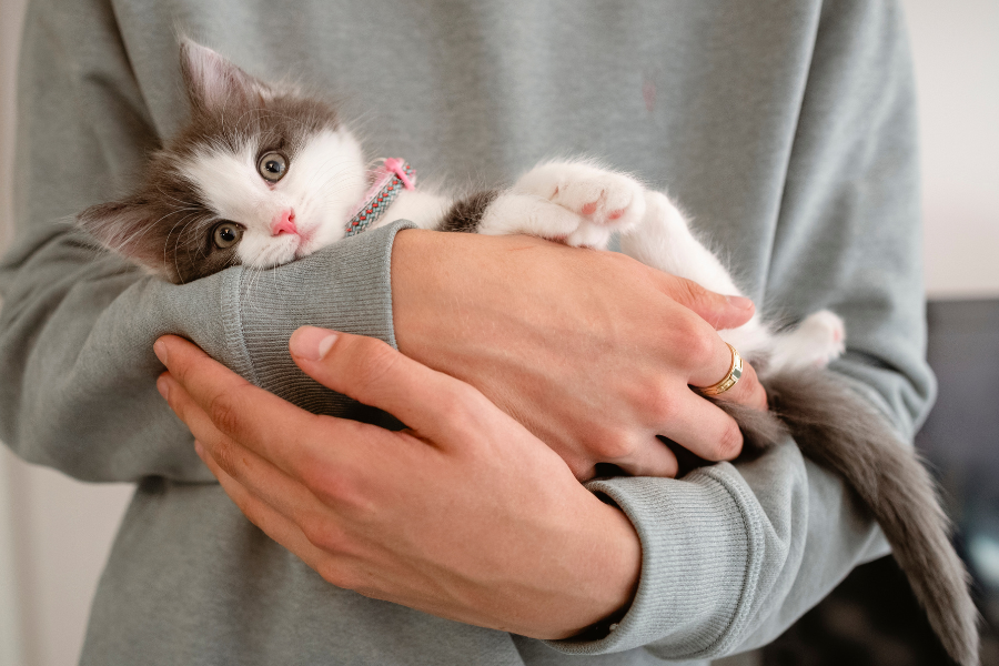 4 Tips for Being a New Pet Parent: Nutrition, Bonding and More