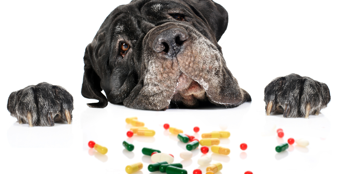 What Vitamins Are Best for Pets? A Comprehensive Breakdown
