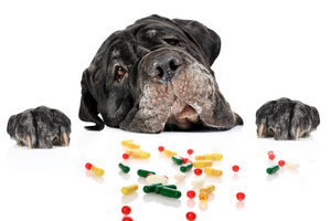 What Vitamins Are Best for Pets? A Comprehensive Breakdown