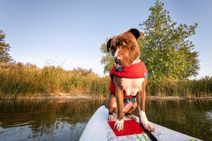 Safe and Exciting Water Activities for You and Your Pet
