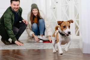 a jack russel running in a house with a man and woman crouching below in the background after letting him off leash