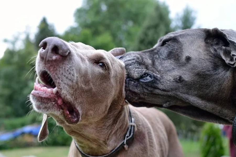 Why Do Dogs Lick Each Other’s Ears?