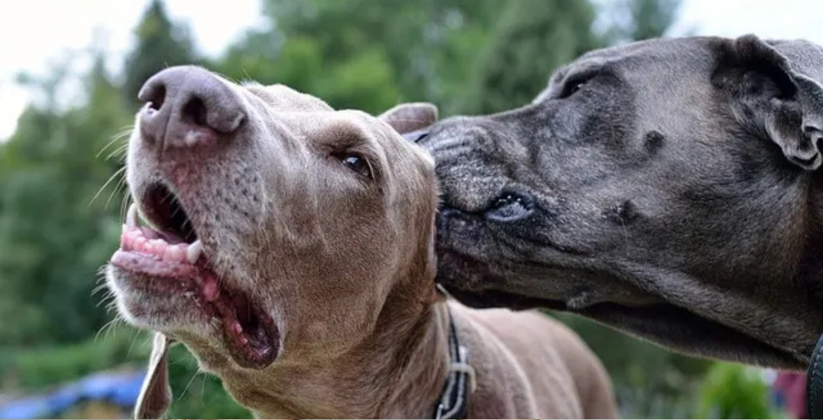 Why Do Dogs Lick Each Other’s Ears?