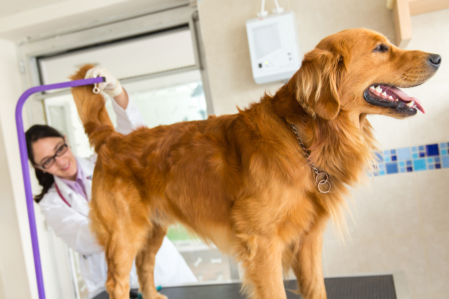 Why is My Dog in Pain After Their Anal Gland Expression?