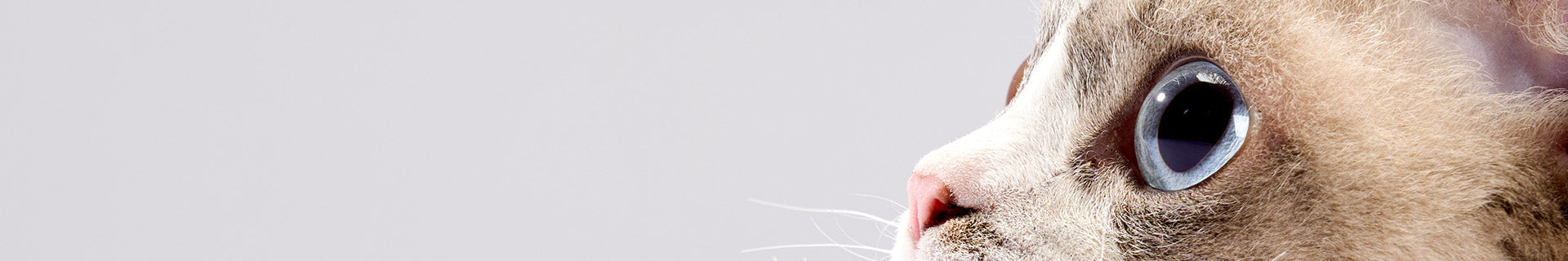 Tear Stains - Bright Eyes Solutions