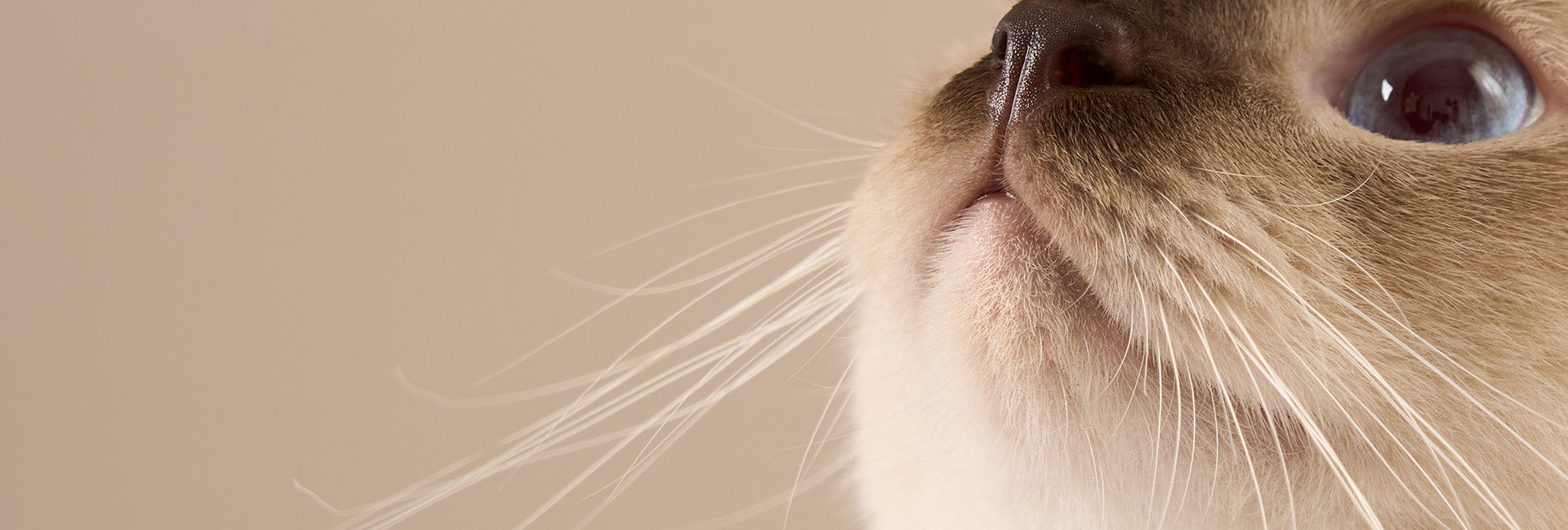 Perfect For Feline Chin Care