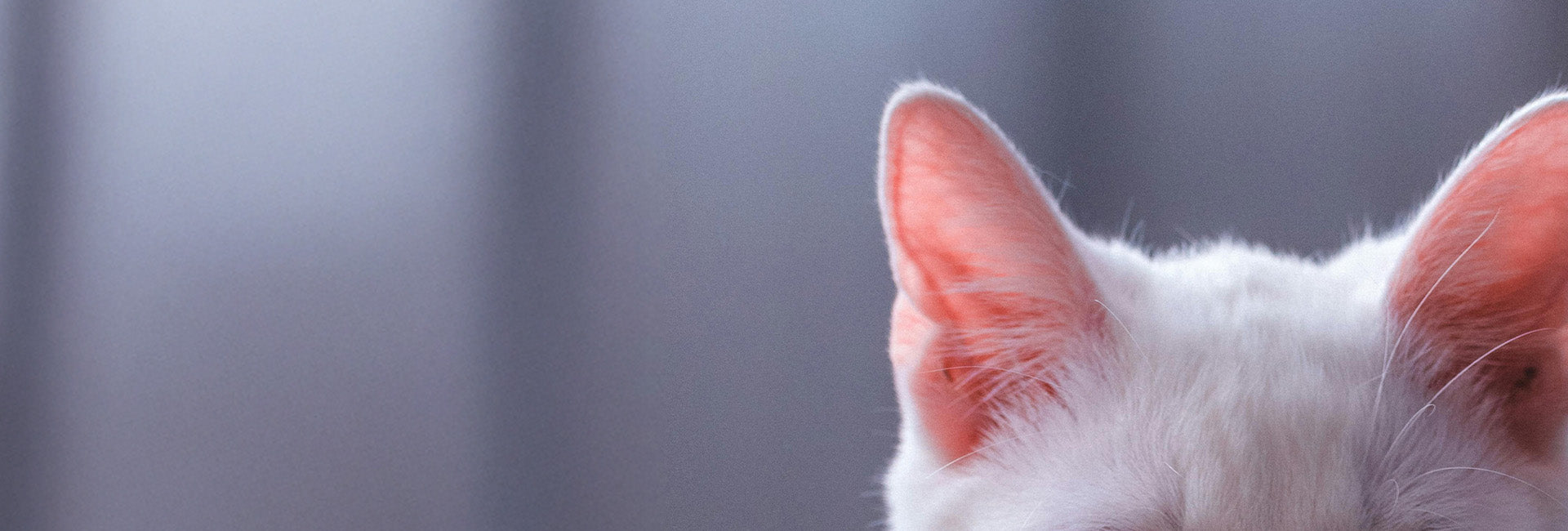 Clean Ears, No Stress