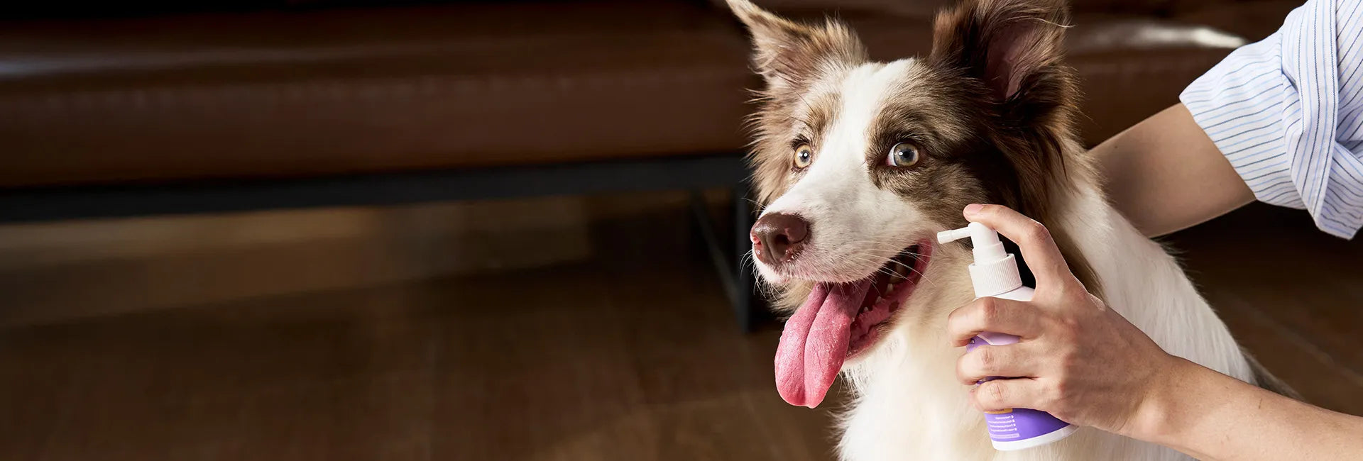 Daily Oral Care, Fresh Breath