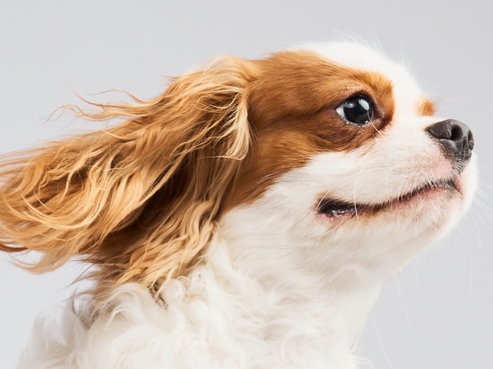Floppy Ear Breeds