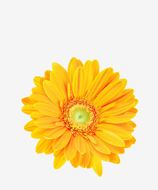Calendula Officinalis Flower Oil