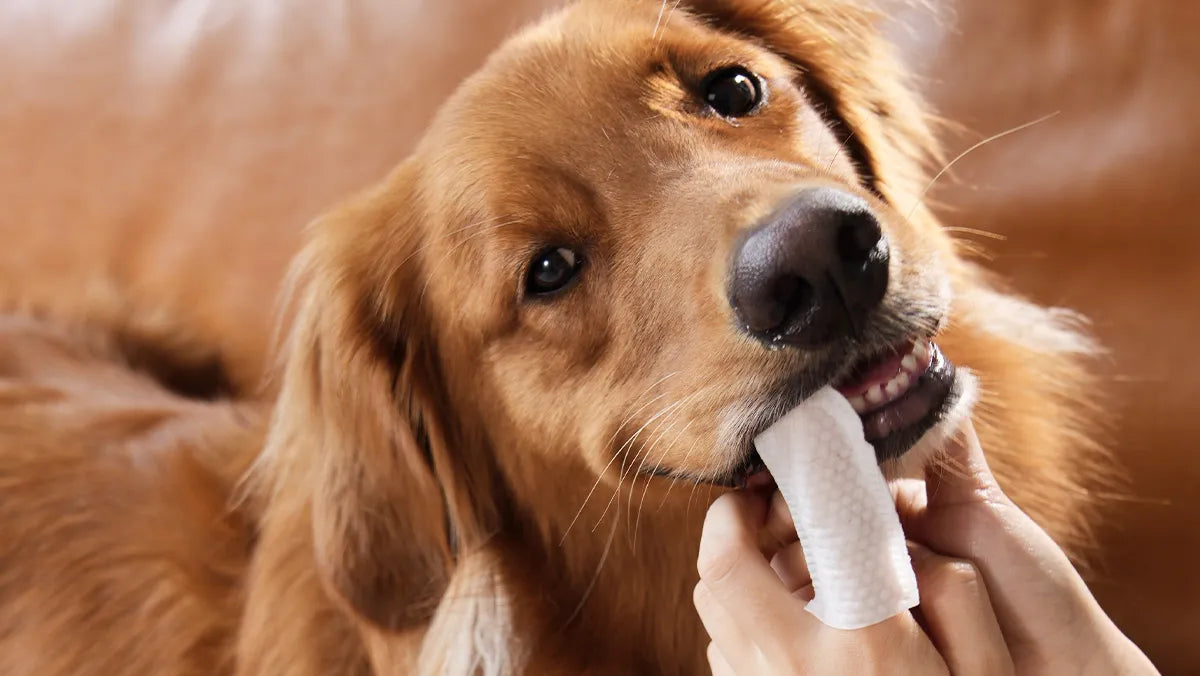 Flexible Access to Hard-to-Reach Areas