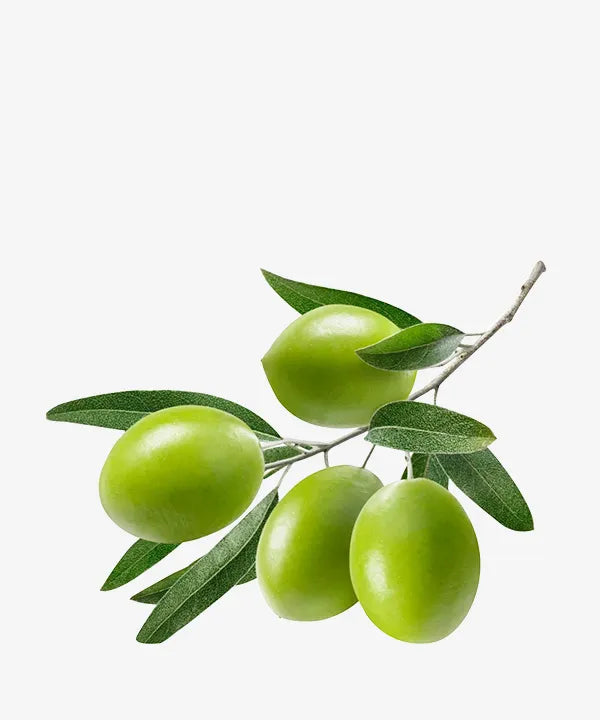 Olive Fruit Oil