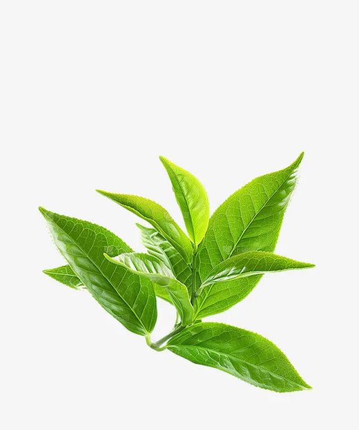 Tea Polyphenol
