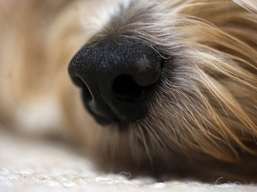 Crusty Noses & Paws