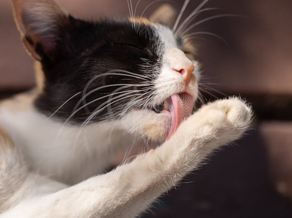 Frequent Licking Areas