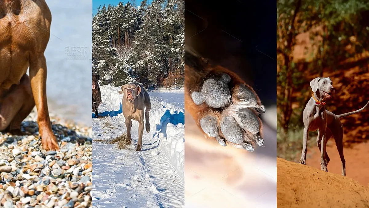 Year-Round Paw Protection