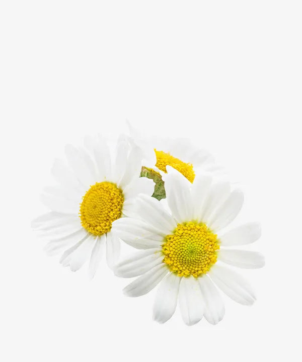 Chamomile Extract