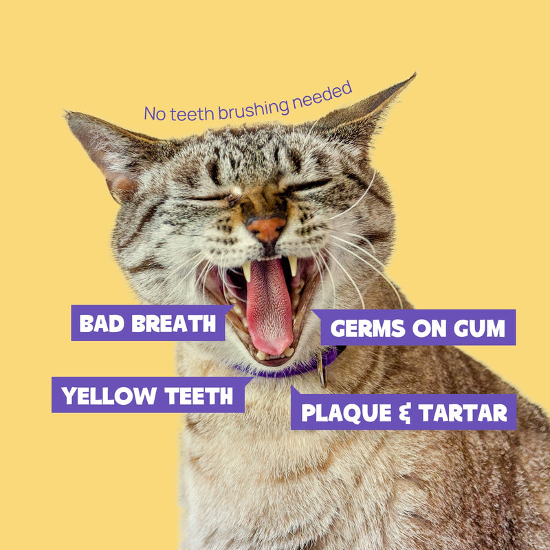 HICC Pet® Pet Dental Finger Wipes For Cats, Large Size