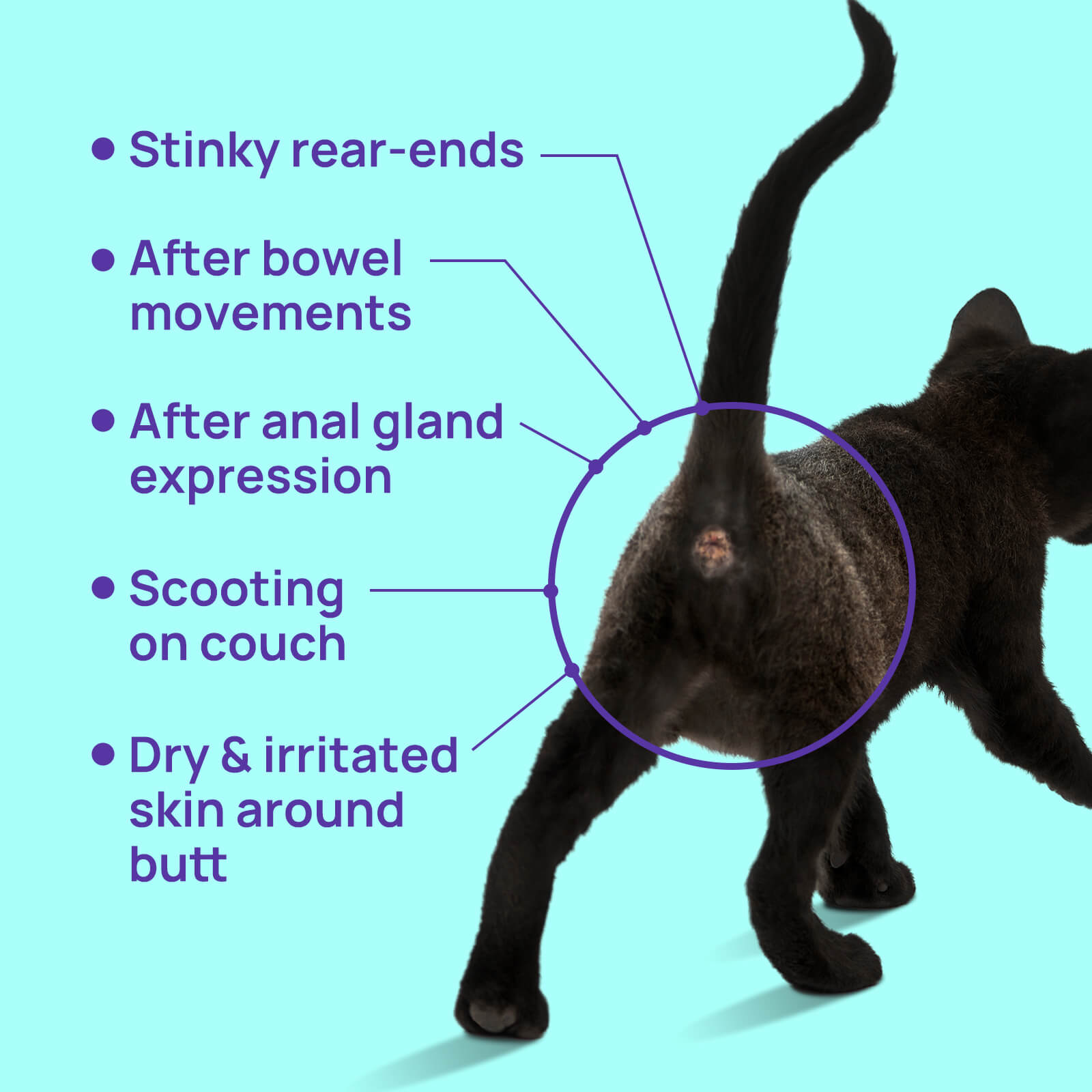 Flushable Cat Anal Gland Wipes - Set of 4