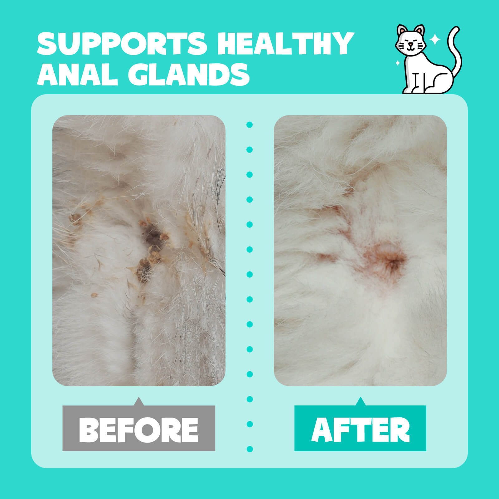 blockage gland Cat natural remedies anal