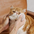HICC Pet®  Hypoallergenic Pet Eye Wipes For Cats, Unscented, 100 Pads