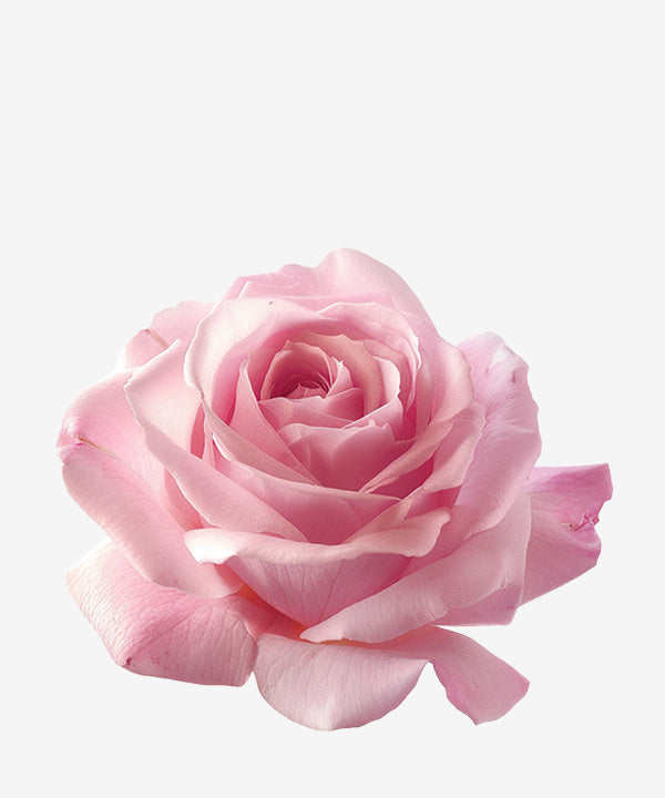 Damask_Rose_Water