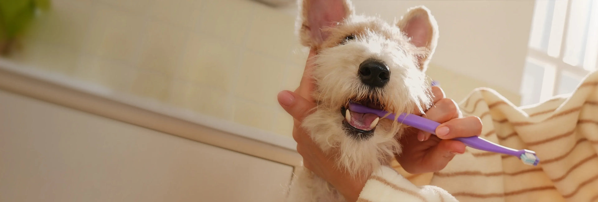 Everyday is a [Dental Day]