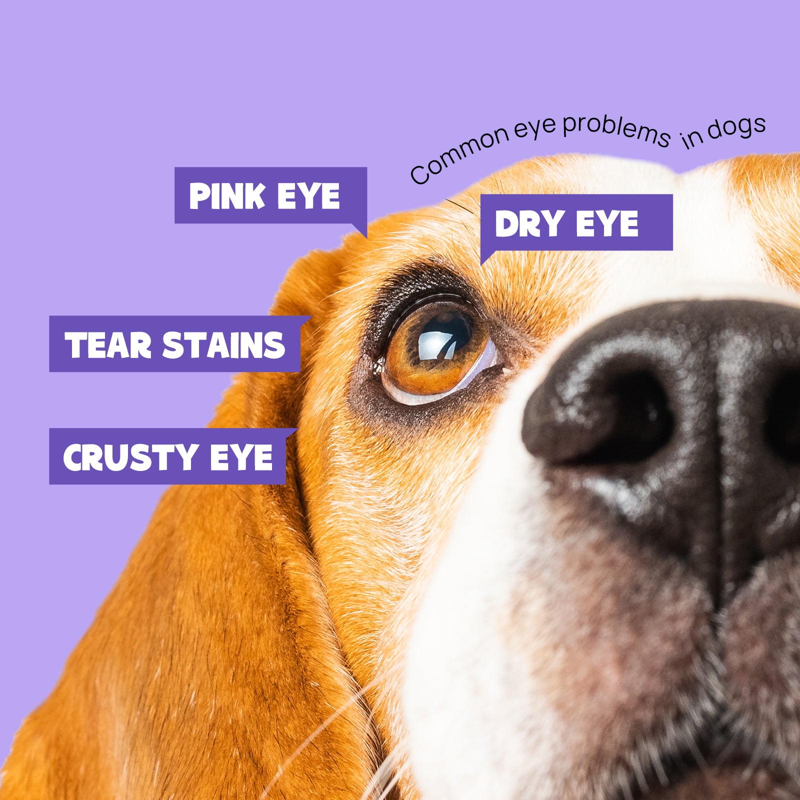 Dog Eye Rinse Gentle Eye Wash
