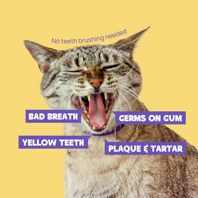 HICC Pet® Pet Dental Finger Wipes For Cats