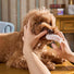 Dog Dental Cleaning Finger Wipes - Set of 2