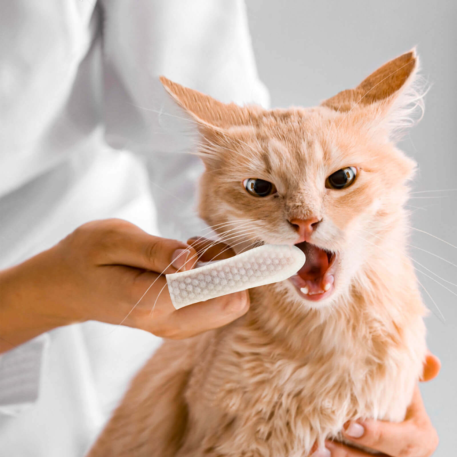 Cat Dental Cleaning Finger Wipes 50 Pcs