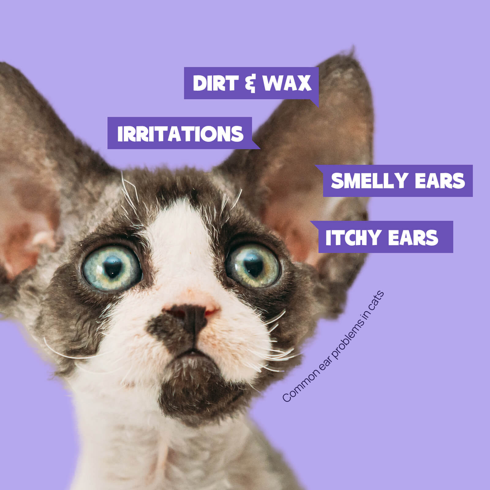 Cat Cleansing Pet Ear Rinse 4 fl oz