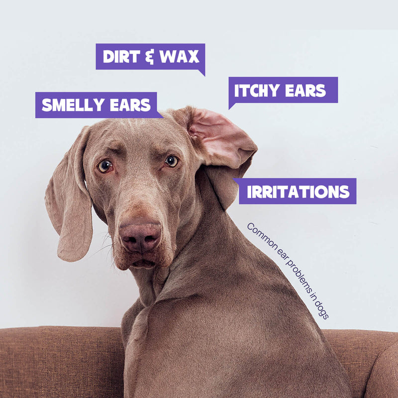 HICC Pet® Anti-itch & Antimicrobial Pet Ear Rinse For Dogs