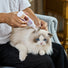 Cat Cleansing Pet Ear Rinse 4 fl oz