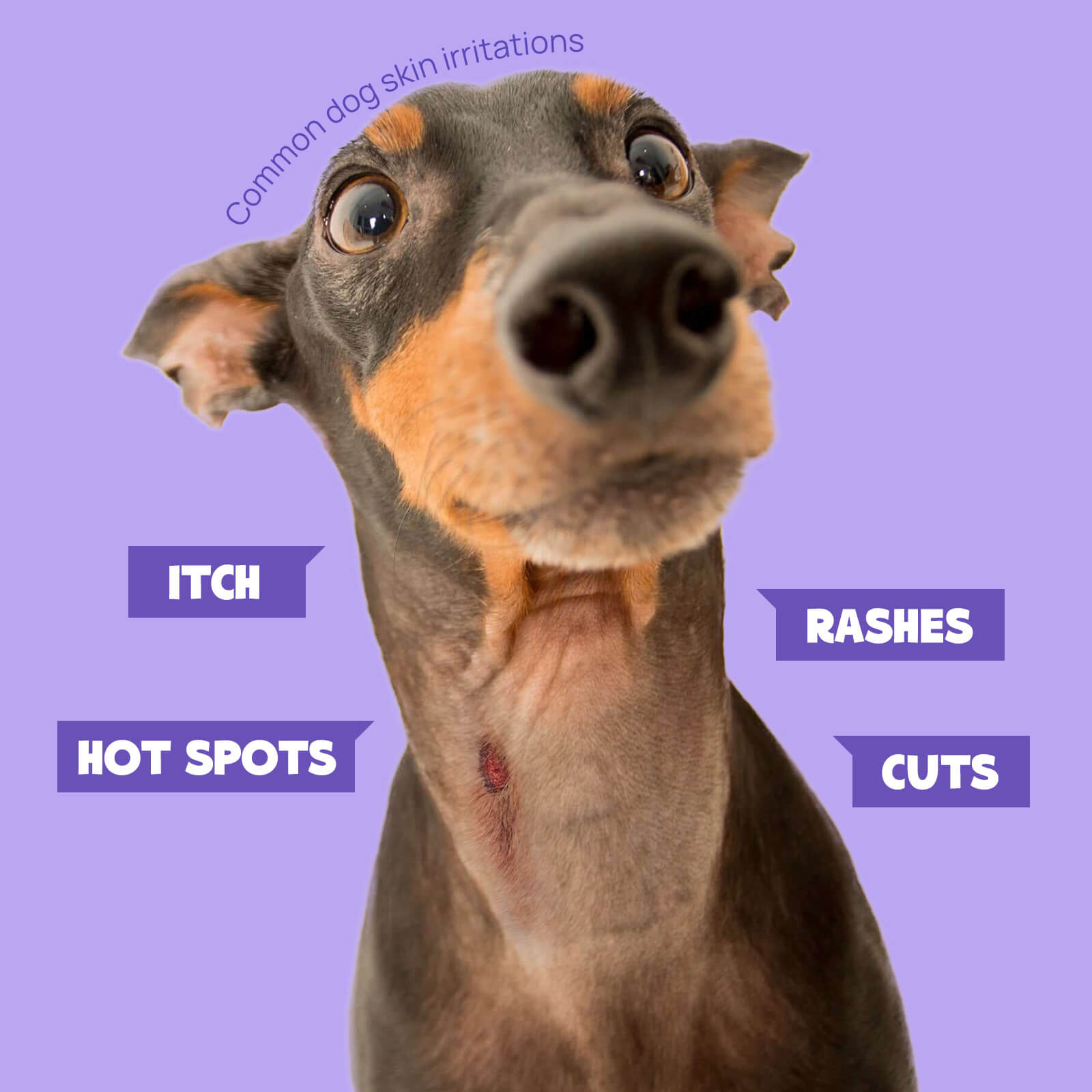 Skin Hydrating & Coat Freshening Spray for Dogs & Cats
