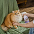 Cat Skin Care Relief Spray 16 fl oz