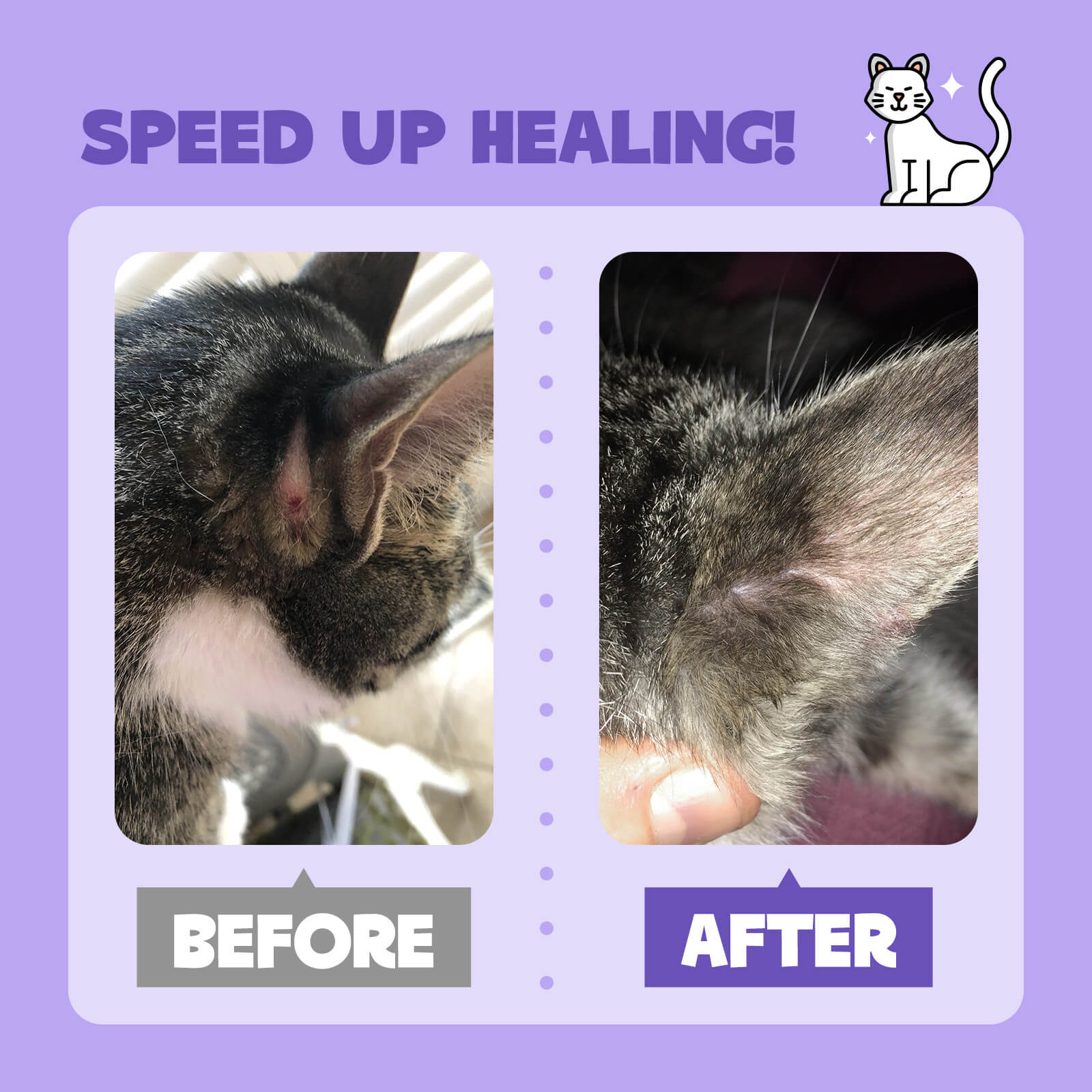 Anti Itch Hot Spot Cat Spray 16 Oz For Skin Allergies HICC Pet  anti-itch-hot-spot-cat-spray-16-oz-for-skin-allergies-hicc-pet