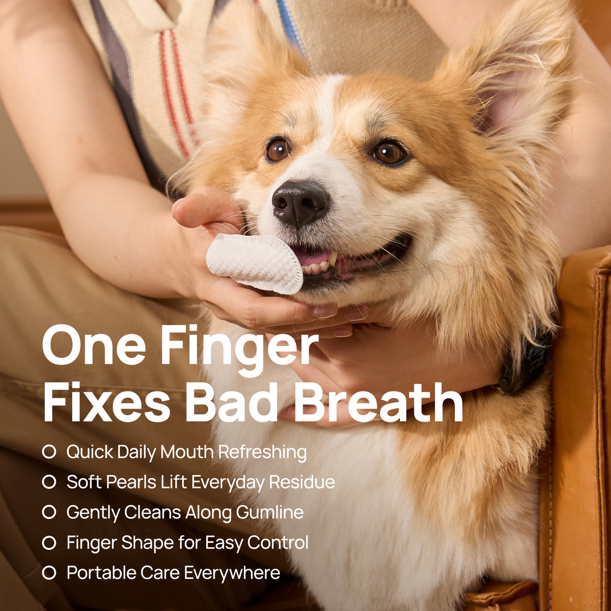 One finger solves bad breath: HICC PET dental finger wipes clean a corgi's teeth - fresh breath, gentle stain removal and portable design